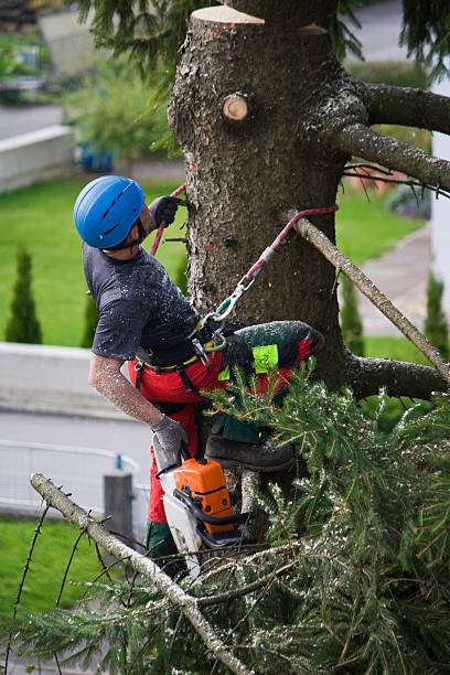 Best Tree Health Inspection  in Sierra Madre, CA