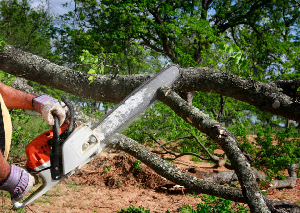 How Our Tree Care Process Works  in  Sierra Madre, CA